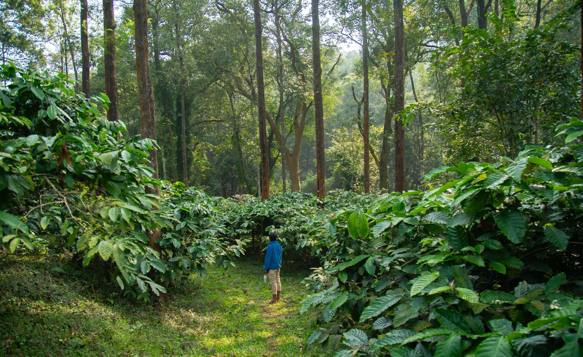 Handpicked Specialty Coffee